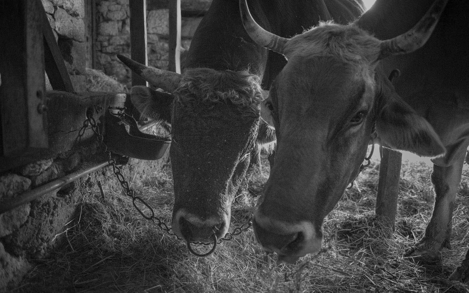 Création de brochure / Création de site internet : Les 2 vaches rouges