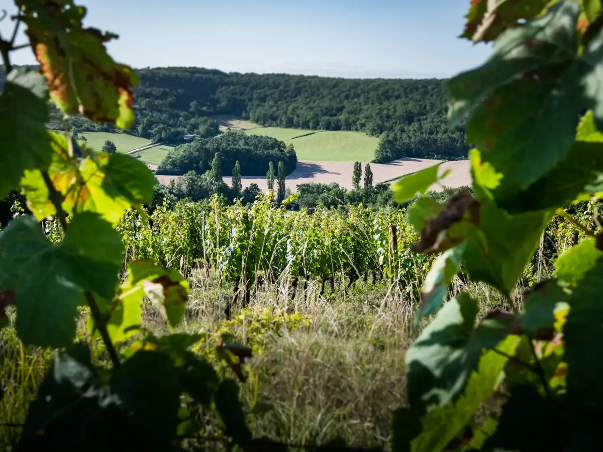 Création de site internet / E-commerce Château du Cèdre