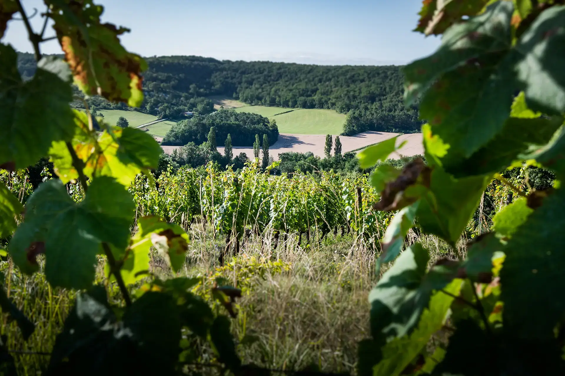 Création de site internet / E-commerce : Château du Cèdre